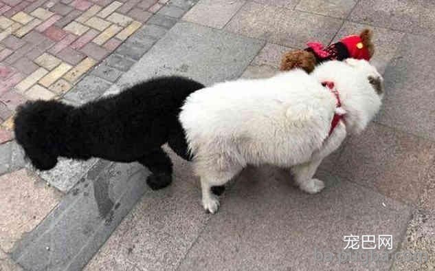 萨摩耶被泰日天强行占了便宜后，生出了一窝高颜值的“混血儿”！-2.jpeg