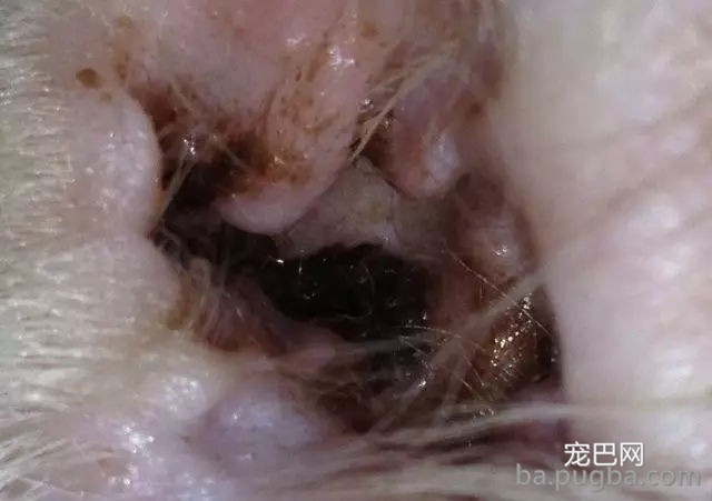 刚买回家的萨摩一言不合表演“飞机耳”，主人：这是出厂设置?-7.jpg