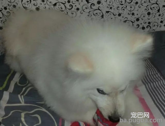 刚买回家的萨摩一言不合表演“飞机耳”，主人：这是出厂设置?-3.jpg