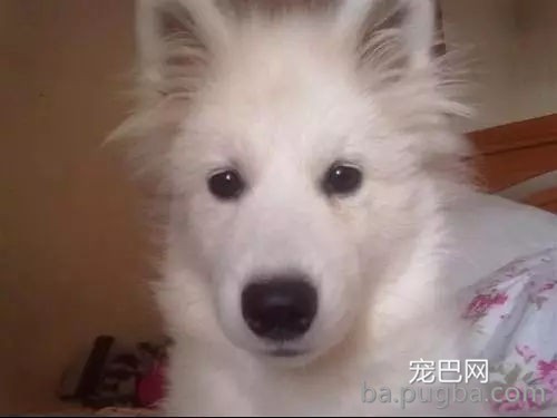 刚买回家的萨摩一言不合表演“飞机耳”，主人：这是出厂设置?-4.jpg