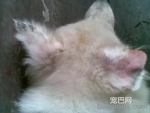 刚买回家的萨摩一言不合表演“飞机耳”，主人：这是出厂设置?-8.jpg