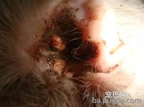 刚买回家的萨摩一言不合表演“飞机耳”，主人：这是出厂设置?-16.jpg