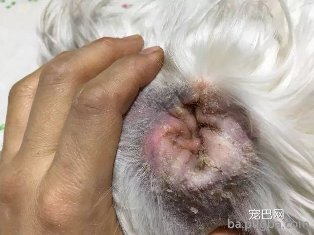 刚买回家的萨摩一言不合表演“飞机耳”，主人：这是出厂设置?-20.jpg