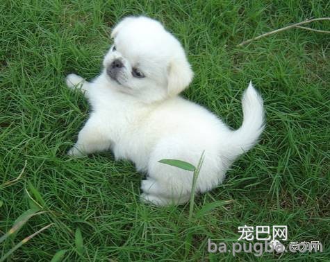 狗狗腹泻该怎么办？-2.jpeg