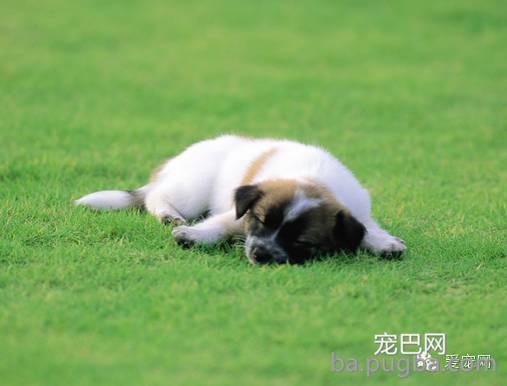 狗狗腹泻该怎么办？-1.jpeg