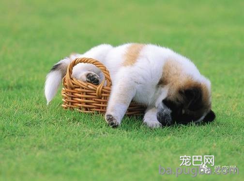 狗狗腹泻该怎么办？-3.jpeg