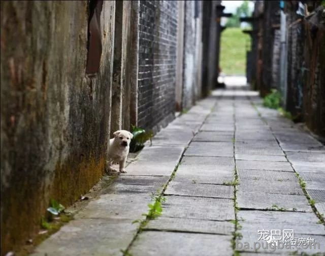 ​斑斓小巷里偶遇一只小奶狗，下一秒像变戏法一样的呈现了一群！-3.jpeg