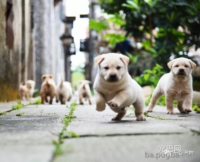 ​斑斓小巷里偶遇一只小奶狗，下一秒像变戏法一样的呈现了一群！-13.jpeg