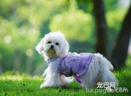 狗狗有体臭怎么办？-1.jpeg