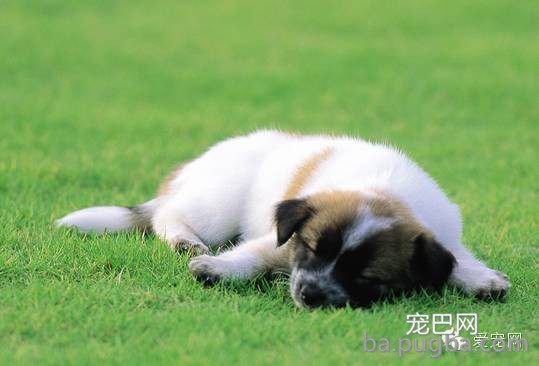 狗狗有体臭怎么办？-2.jpeg
