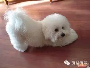 比熊宝宝有泪腺了到底是什么原因？-4.jpeg