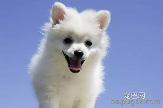 狗狗冬天爱掉毛？这七点必然要注意！-1.jpeg