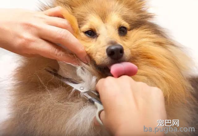 狗狗冬天爱掉毛？这七点必然要注意！-3.jpeg