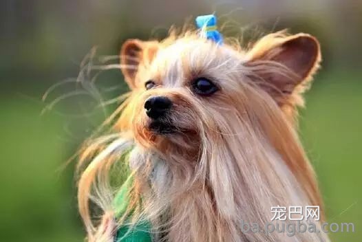 狗狗冬天爱掉毛？这七点必然要注意！-4.jpeg
