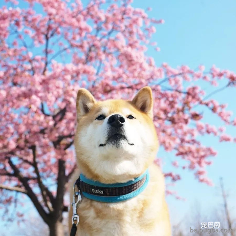 春暖花开，你带自家狗狗去踏春了吗？-11.jpg