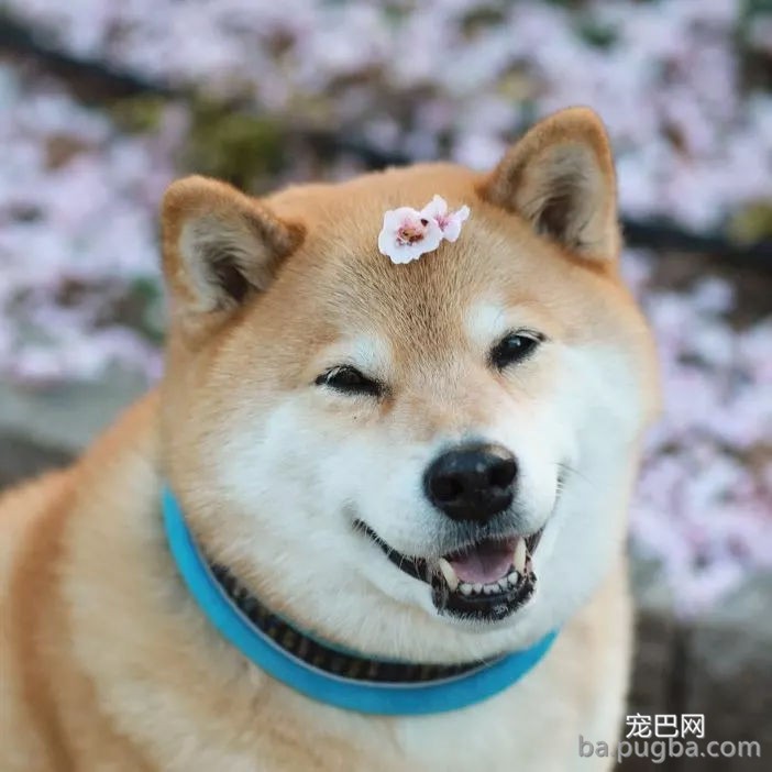 春暖花开，你带自家狗狗去踏春了吗？-10.jpg