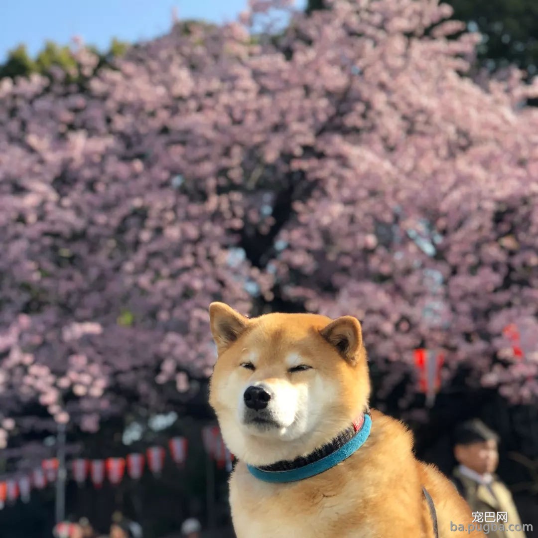 春暖花开，你带自家狗狗去踏春了吗？-13.jpg