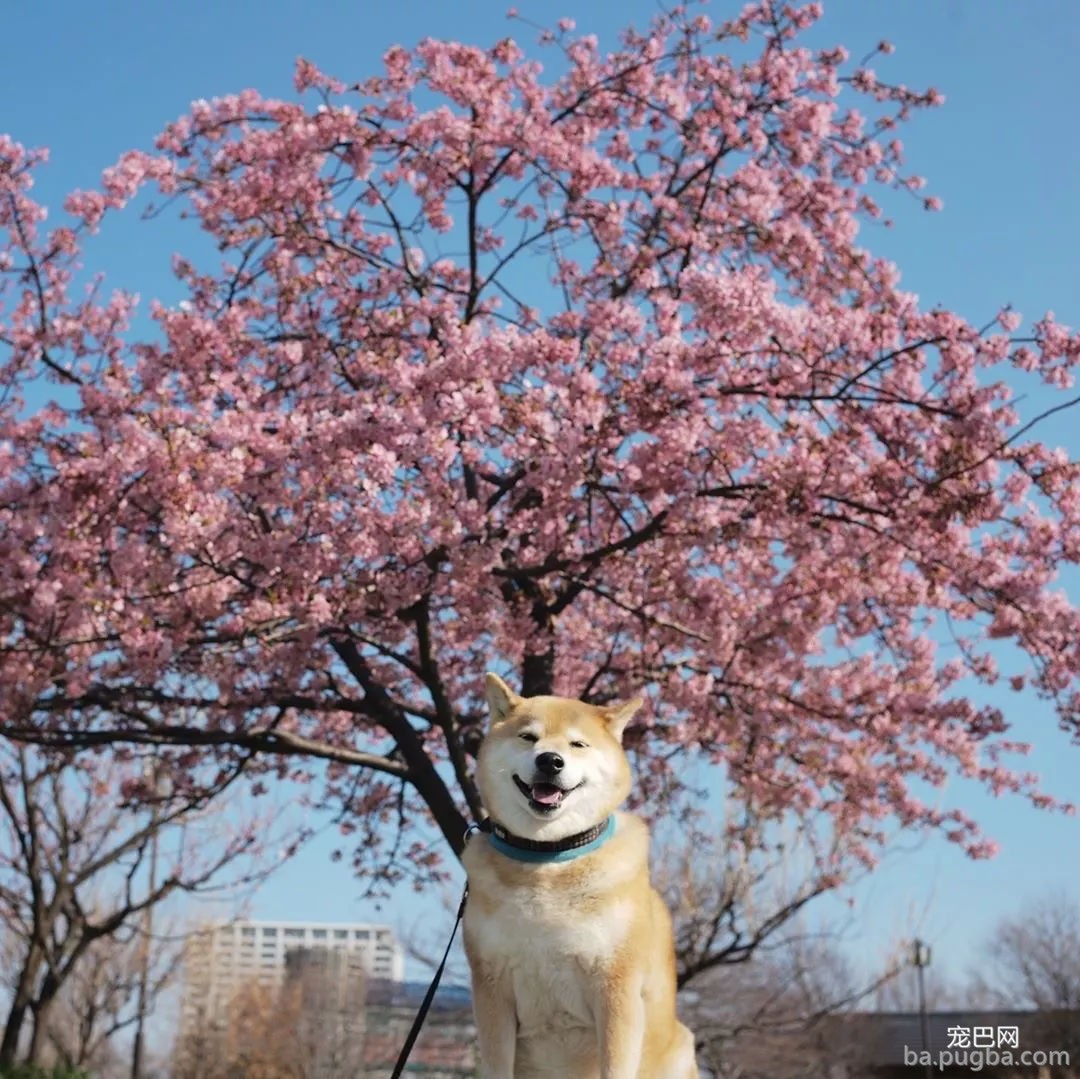 春暖花开，你带自家狗狗去踏春了吗？-12.jpg