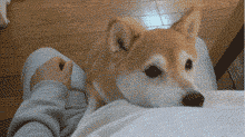 狗狗爱你的十种方式，你经历过几种？-1.gif