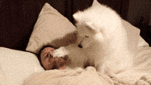 狗狗爱你的十种方式，你经历过几种？-4.gif