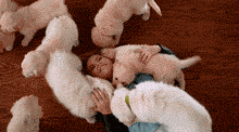 狗狗爱你的十种方式，你经历过几种？-8.gif