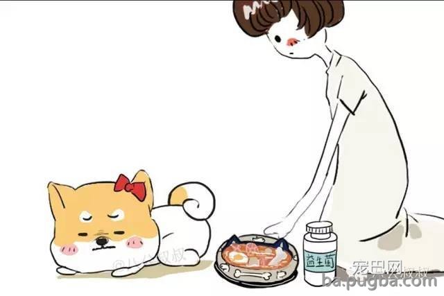 狗狗没有食欲？你能够尝尝这些方法！-1.jpeg