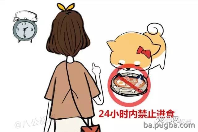 狗狗没有食欲？你能够尝尝这些方法！-3.jpeg