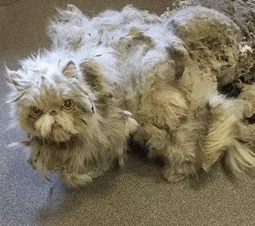 救了一只波斯猫，剃下来的毛发和体重对等，这得遭多少罪呀！-1.jpeg
