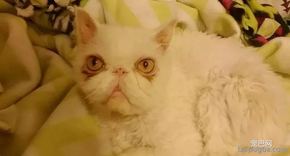 救了一只波斯猫，剃下来的毛发和体重对等，这得遭多少罪呀！-6.jpeg