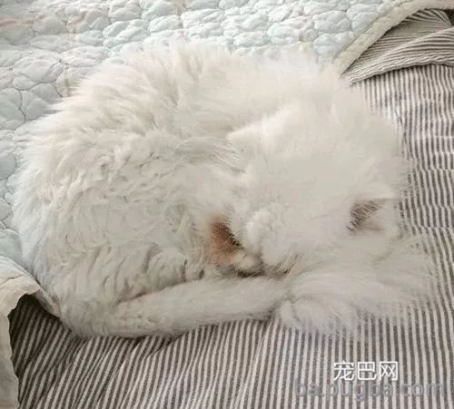 救了一只波斯猫，剃下来的毛发和体重对等，这得遭多少罪呀！-7.jpeg