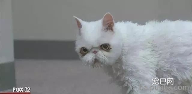 救了一只波斯猫，剃下来的毛发和体重对等，这得遭多少罪呀！-5.jpeg