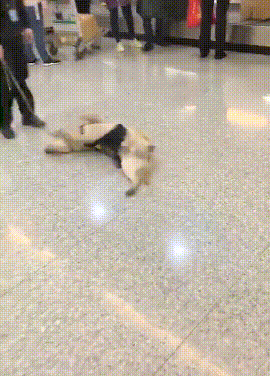 看到这只警犬的工作状态的，彷佛看到了周一上班的自个...-1.gif