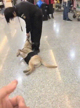 看到这只警犬的工作状态的，彷佛看到了周一上班的自个...-2.gif