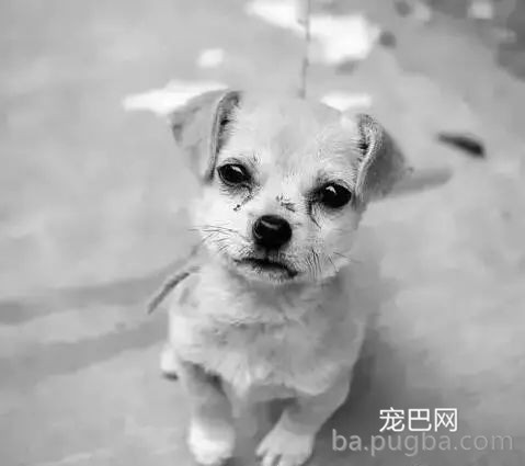 养狗不遛狗，还有什么资格当铲屎官？-4.jpeg