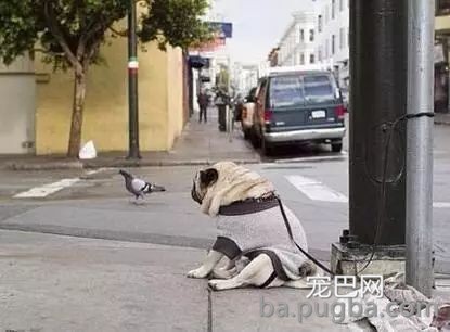 养狗不遛狗，还有什么资格当铲屎官？-12.jpeg