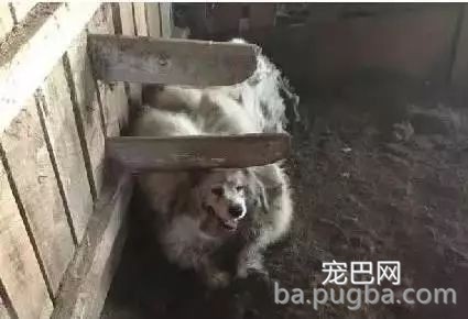 养狗不遛狗，还有什么资格当铲屎官？-7.jpeg