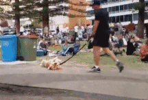 养狗不遛狗，还有什么资格当铲屎官？-16.gif