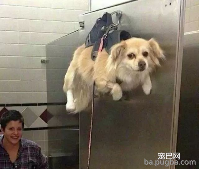 一看这些狗就不是主人“亲生的”，混的一个比一个惨...-1.jpeg