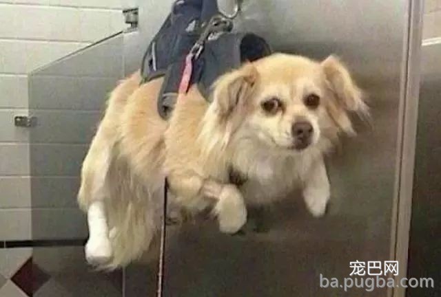 一看这些狗就不是主人“亲生的”，混的一个比一个惨...-2.jpeg