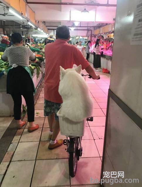 一看这些狗就不是主人“亲生的”，混的一个比一个惨...-6.jpeg
