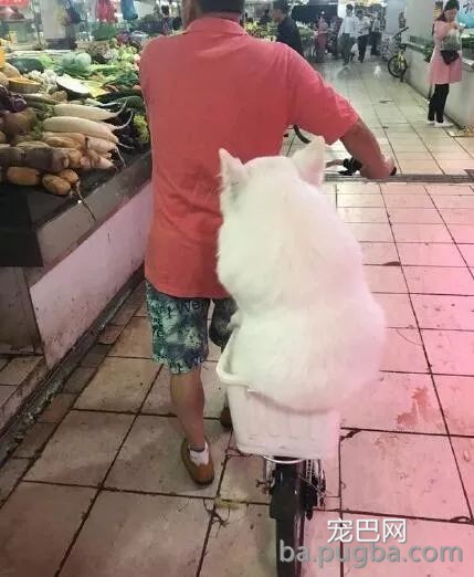 一看这些狗就不是主人“亲生的”，混的一个比一个惨...-7.jpeg