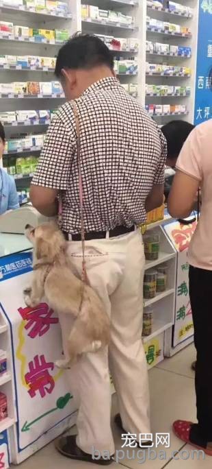一看这些狗就不是主人“亲生的”，混的一个比一个惨...-8.jpeg