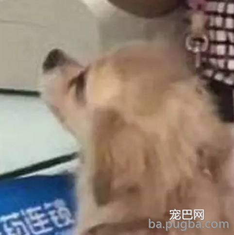 一看这些狗就不是主人“亲生的”，混的一个比一个惨...-9.jpeg