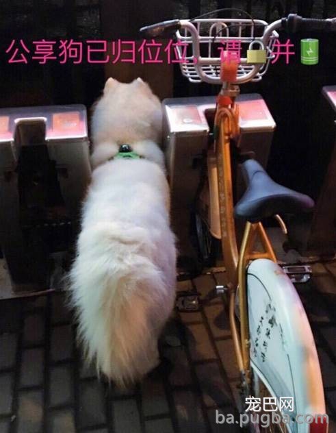 一看这些狗就不是主人“亲生的”，混的一个比一个惨...-13.jpeg