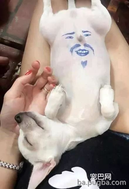 一看这些狗就不是主人“亲生的”，混的一个比一个惨...-15.jpeg