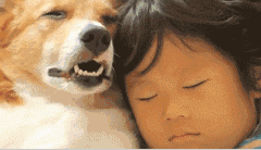 一看这些狗就不是主人“亲生的”，混的一个比一个惨...-19.gif