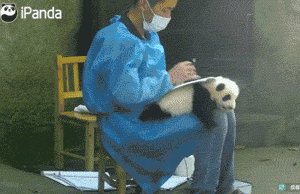 一看这些狗就不是主人“亲生的”，混的一个比一个惨...-21.gif