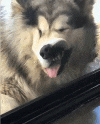 养狗后垂垂发现，只是让家里多个神经病罢了-3.gif