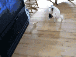 养狗后垂垂发现，只是让家里多个神经病罢了-5.gif