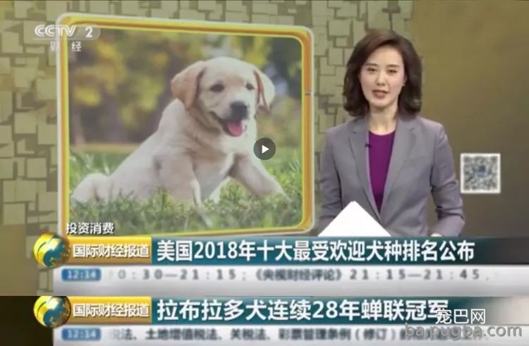 持续28年蝉联北美最受欢送狗狗，果然又是它…-4.jpg